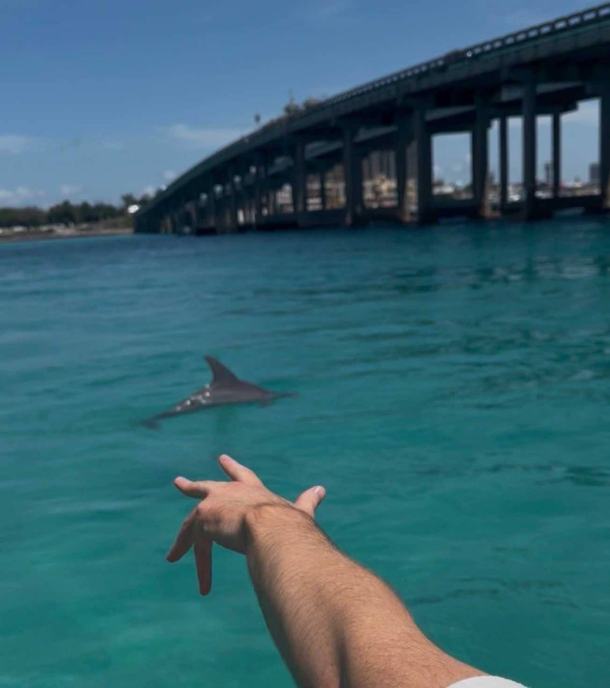 Dolphin swimming beside the boat