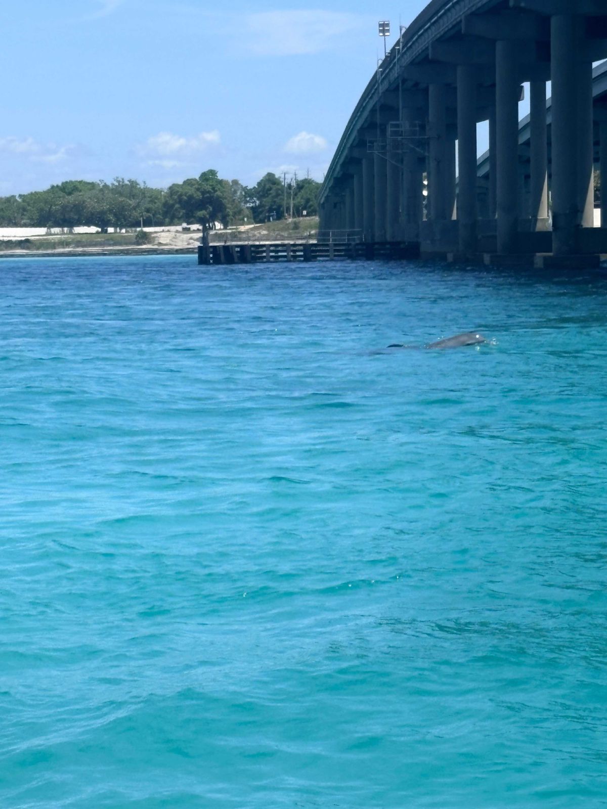 Dolphin Cruise