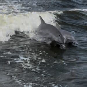 Dolphin Cruise